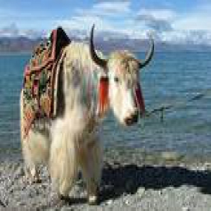 支付宝账单又双叒来了，去年你剁了多少只手？