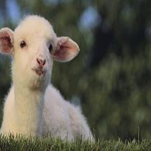 盘点老外收到的最匪夷所思的慈善礼物TOP10