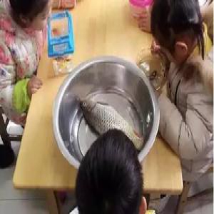 “带错鱼孩子”成网红 父亲：鲤鱼难吃就给他玩