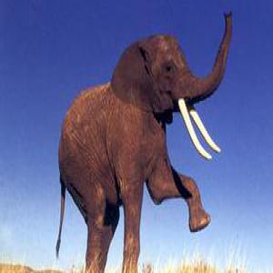 双语阅读：原来大象也是我们高智商星人呢