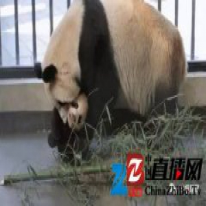 媒体:大熊猫“帼帼”母女在上海死亡背后的追问