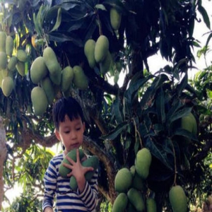 姚晨三亚度假摘芒果 偶遇儿时同学趣事多