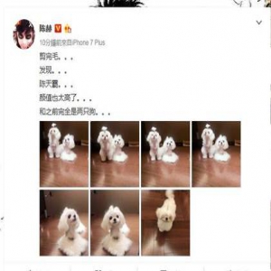 陈赫变身“炫狗狂魔” 狂晒爱犬萌照(图)