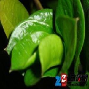 金钱树怎么摆，才能招财进宝大吉大利？