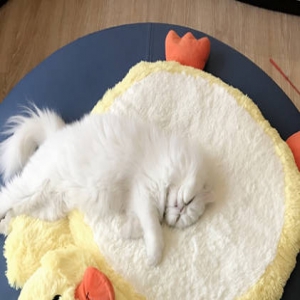 这世上还有令范冰冰羡慕的人？真相竟是…