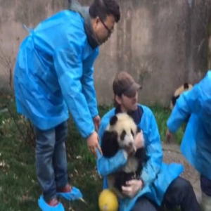 李·佩斯中国游 抱熊猫直播父爱满满