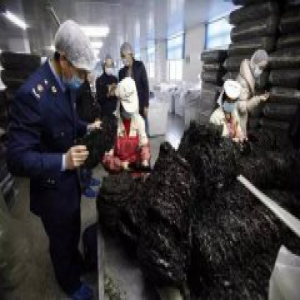 福建紫菜业被假紫菜谣言中伤 产业损失近亿元