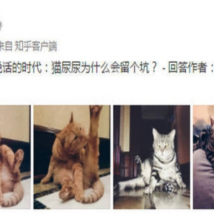 知乎达人张译又答题了 细致探讨猫尿问题