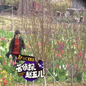 宋丹丹一路小跑超调皮 花海中自拍少女心十足(图)