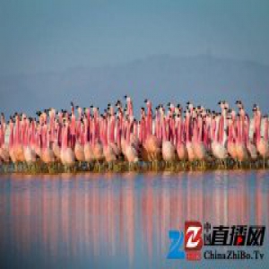 《地球脉动》 拍到第二部，BBC 如何像拍大片一样拍纪录片？
