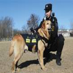 警犬戴VR“天眼” 可回传现场全景画面