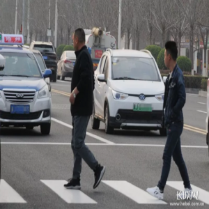 沧州机动车不礼让行人抓拍启动20天，市民、交警有话说