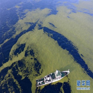 黄海海域浒苔分布面积超过5万平方公里