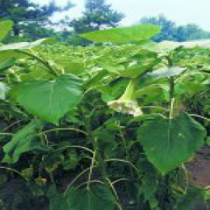 奥森公园向日葵招来一堆馋嘴客