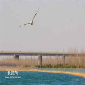 石家庄：春色满城