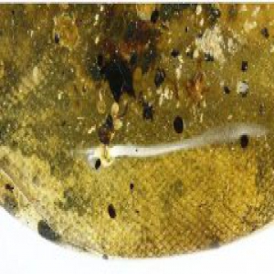 三国科学家首次发现蛇琥珀 蛇骨琥珀距今约9900万年