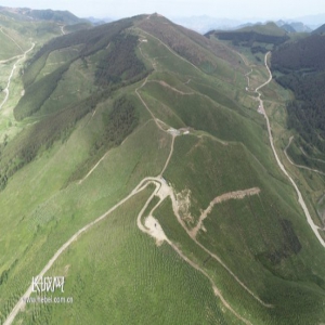 燕赵大地上的植树人