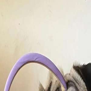 狗狗迷恋叼东西，没想到连这个也不放过...真离谱！