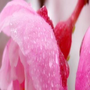 人到五十岁，无论儿女是否孝顺，都要给他们三样