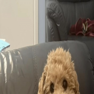 为了让狗勾看到外面的世界，主人在栅栏上开了一个洞，它看到后……超开心！