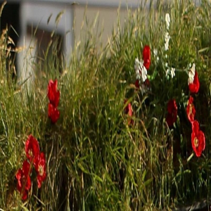 华纳找彼得·杰克逊重启《指环王》电影