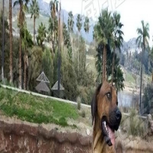 残疾小猎豹被妈妈抛弃，狗狗充当守护者陪它长大，网友：后台太硬