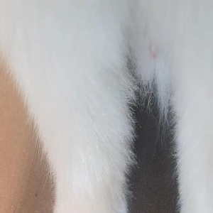 网友给家里的萨摩修了脚脚，被成品萌哭，好像山竹啊！