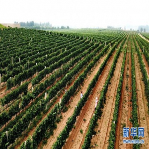 河北卢龙：果香飘四方