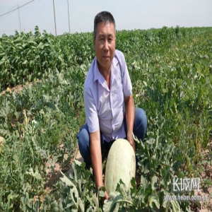 【摄影报道】威县“三白瓜”丰收了