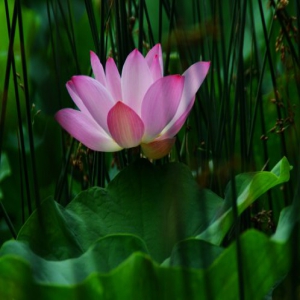 河北邯郸：七月荷花香满城