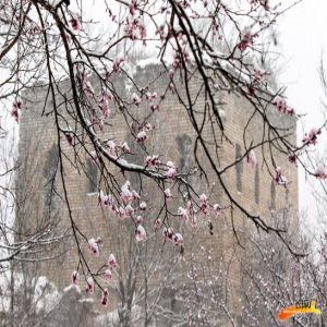 微视频|河北四月，一树杏花梦春雪