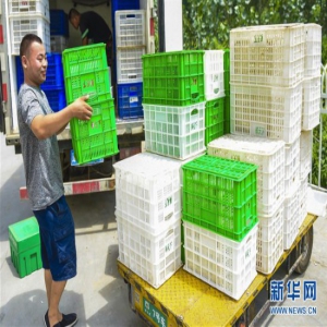 河北深州：贫困户搭上“电商快车”