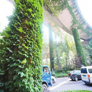 山东将把立体绿化纳入土地出让条件