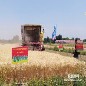 节水2亿余立方米 沧州限水小麦项目亩产突破400公斤