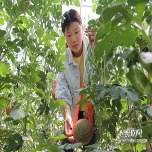 发展标准化生产 培育市场品牌任县农民合作社成为现代农业发展主力军