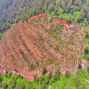 河北秦皇岛：破损山体“绿色修复” 为自然生态“保驾护航”